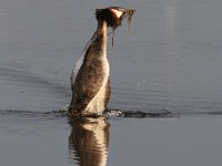 Die hofmakery 11 : frieda